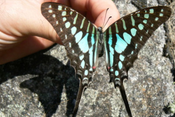 graphium policenes