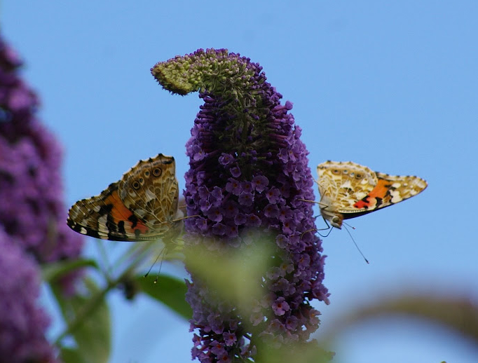 vanessa cardui 2009