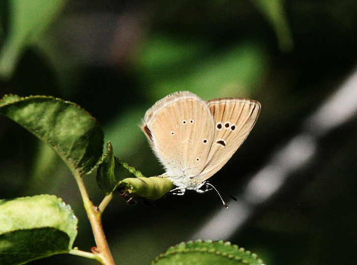 agrodiaetus humedesae