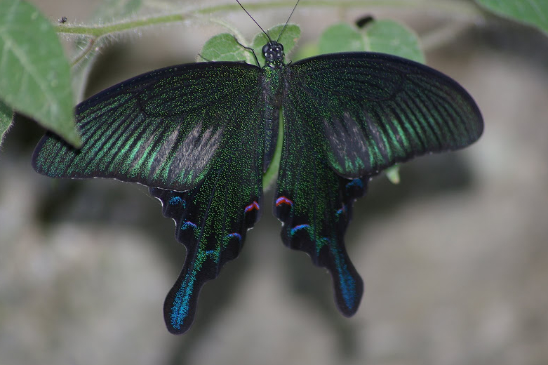 papilio bianor gladiator