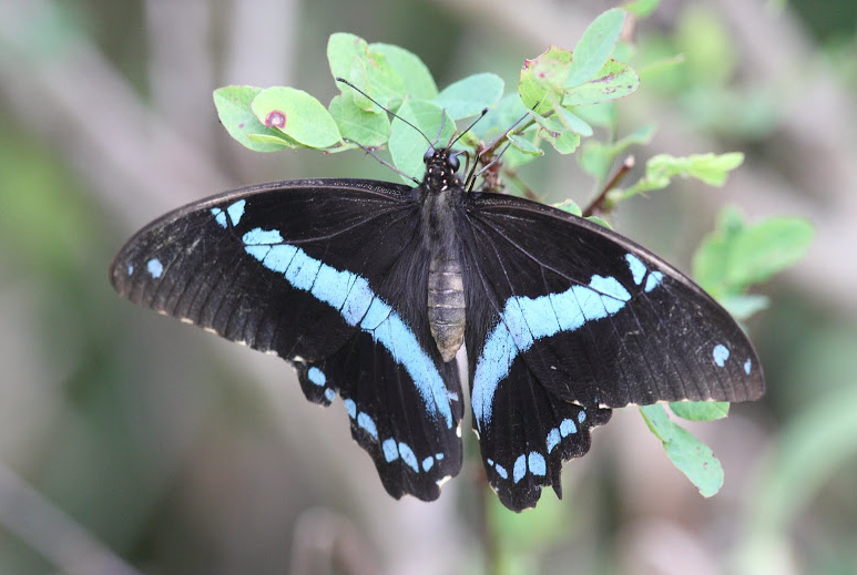 papilio nireus lysaeus