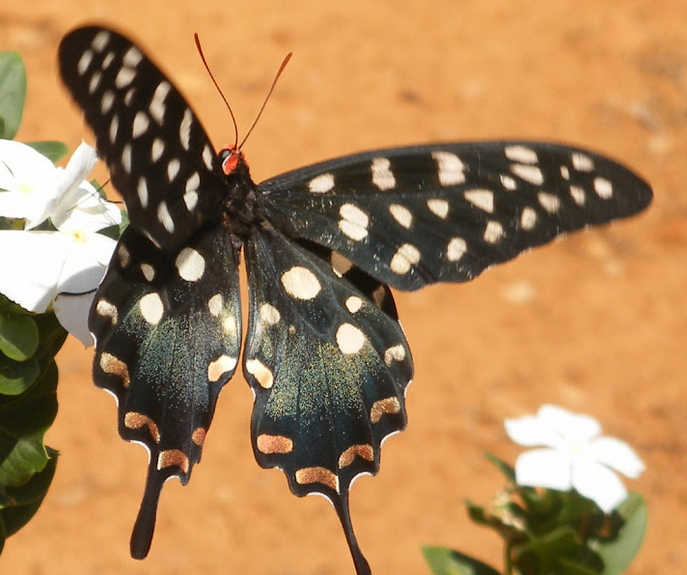 Regards sur la faune malgache - pharmacophagus antenor
