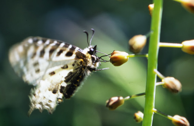 Allancastria-cerisy-a-Bodrum-Turquie