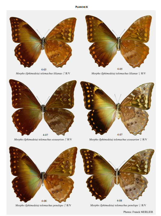 Les Morpho - Distribution, diversification, comportement - morpho2