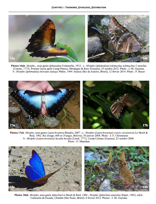 Les Morpho - Distribution, diversification, comportement - morpho4