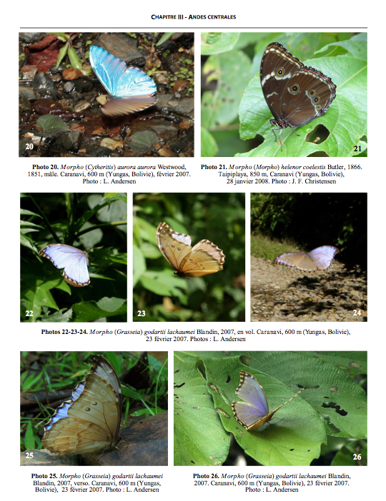 Les Morpho - Distribution, diversification, comportement - morpho5