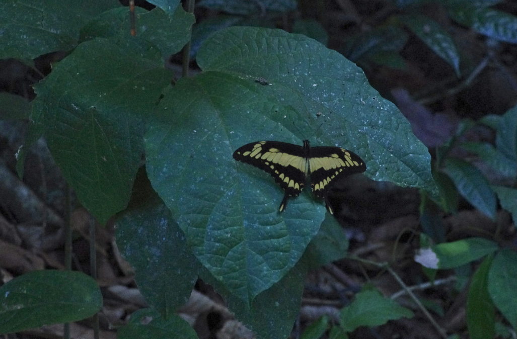 11 Heraclides thoas thoas Linnaeus 1771