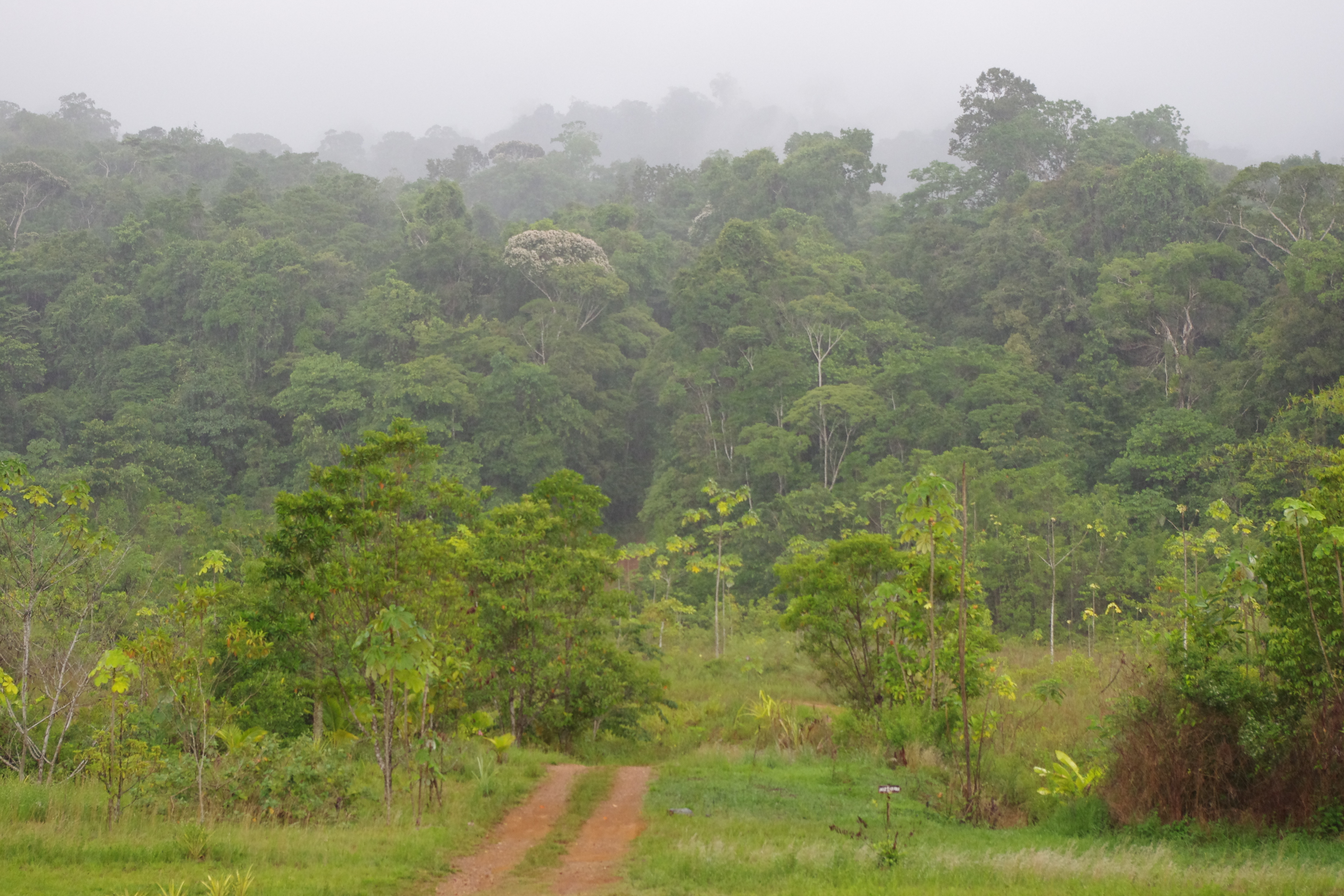 Biotope de Parides Carbets de Coralie 1 nov 2012 jmg