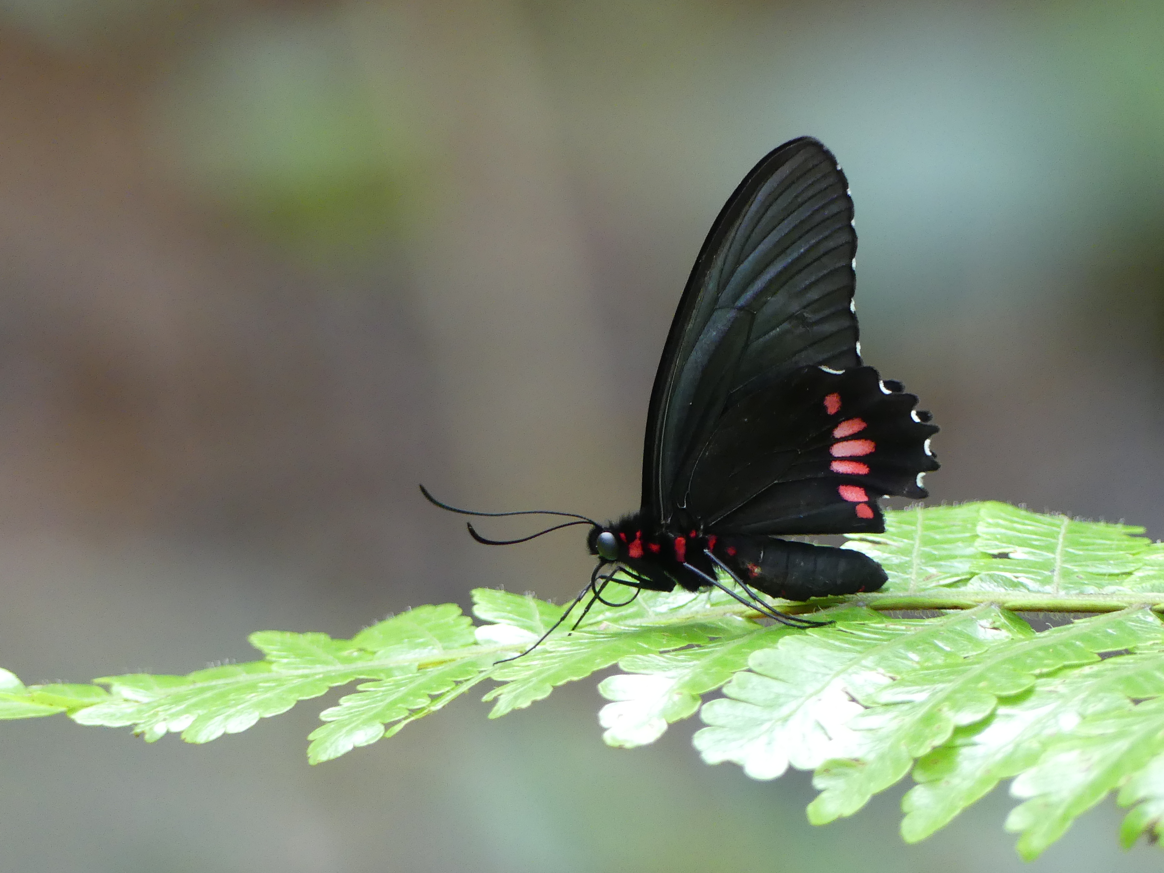 Parides anchises drucei Butler 1874 male mocoa putumayo 12 janv 2017 montero