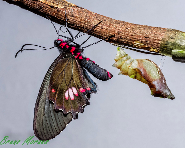 Parides anchises nephalion Godart 1819 femelle sabara MG bruno moraes