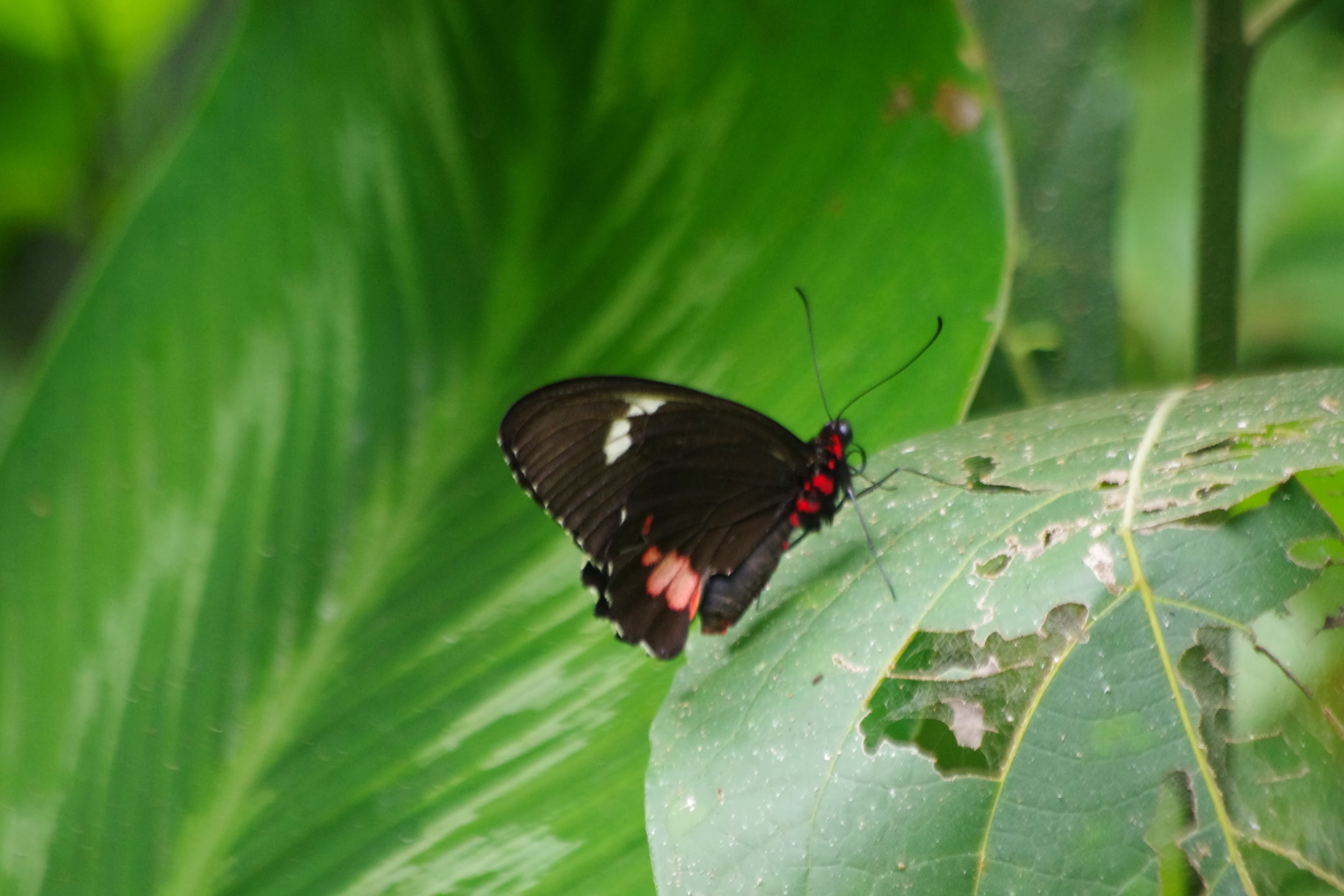 Parides childrenae latifasciata Kruger 1925 femelle tunda loma calderon esmeraldas 30 novembre 2013 jmg