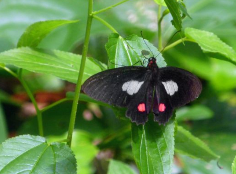 Parides erithalion palmasensis Brown 1994 femelle calderon boyer