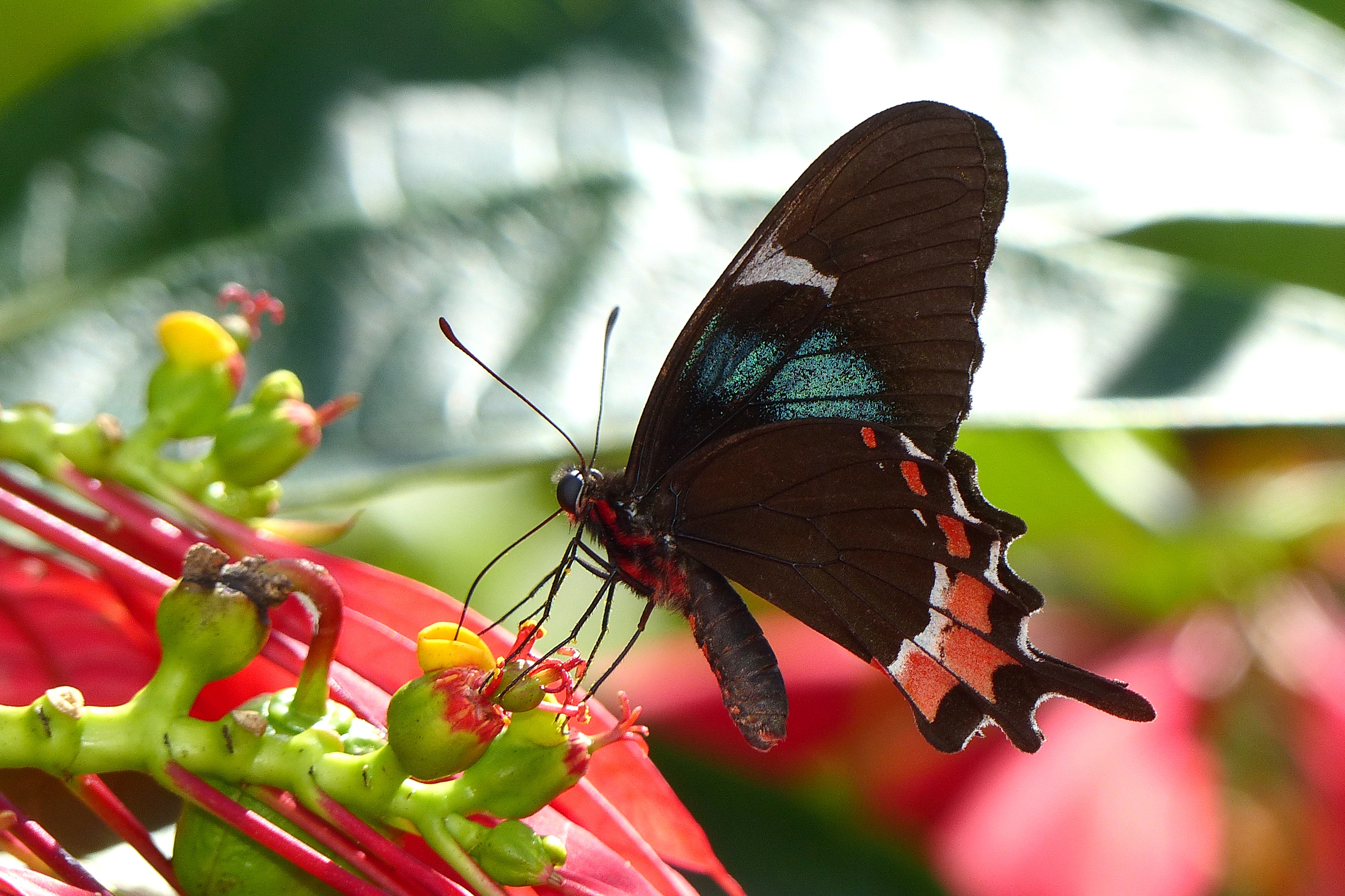 Parides gundlachianus gundlachianus C. R. Felder 1864 Guayabo Holguin Cuba 30 decembre 2016. Photo Neild1