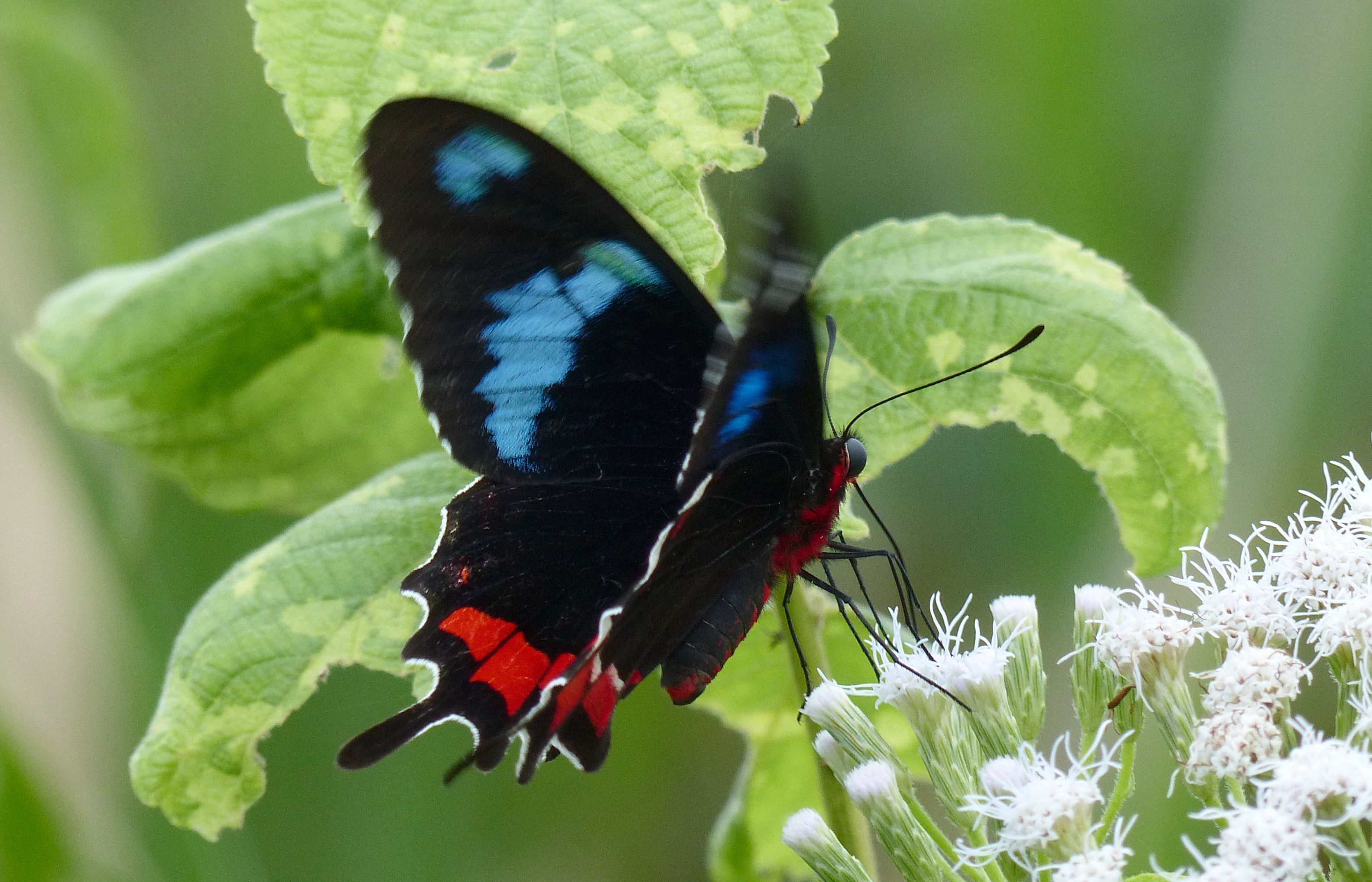 Parides gundlachianus gundlachianus C. R. Felder 1864 Guayabo Holguin Cuba 30 decembre 2016. Photo Neild2