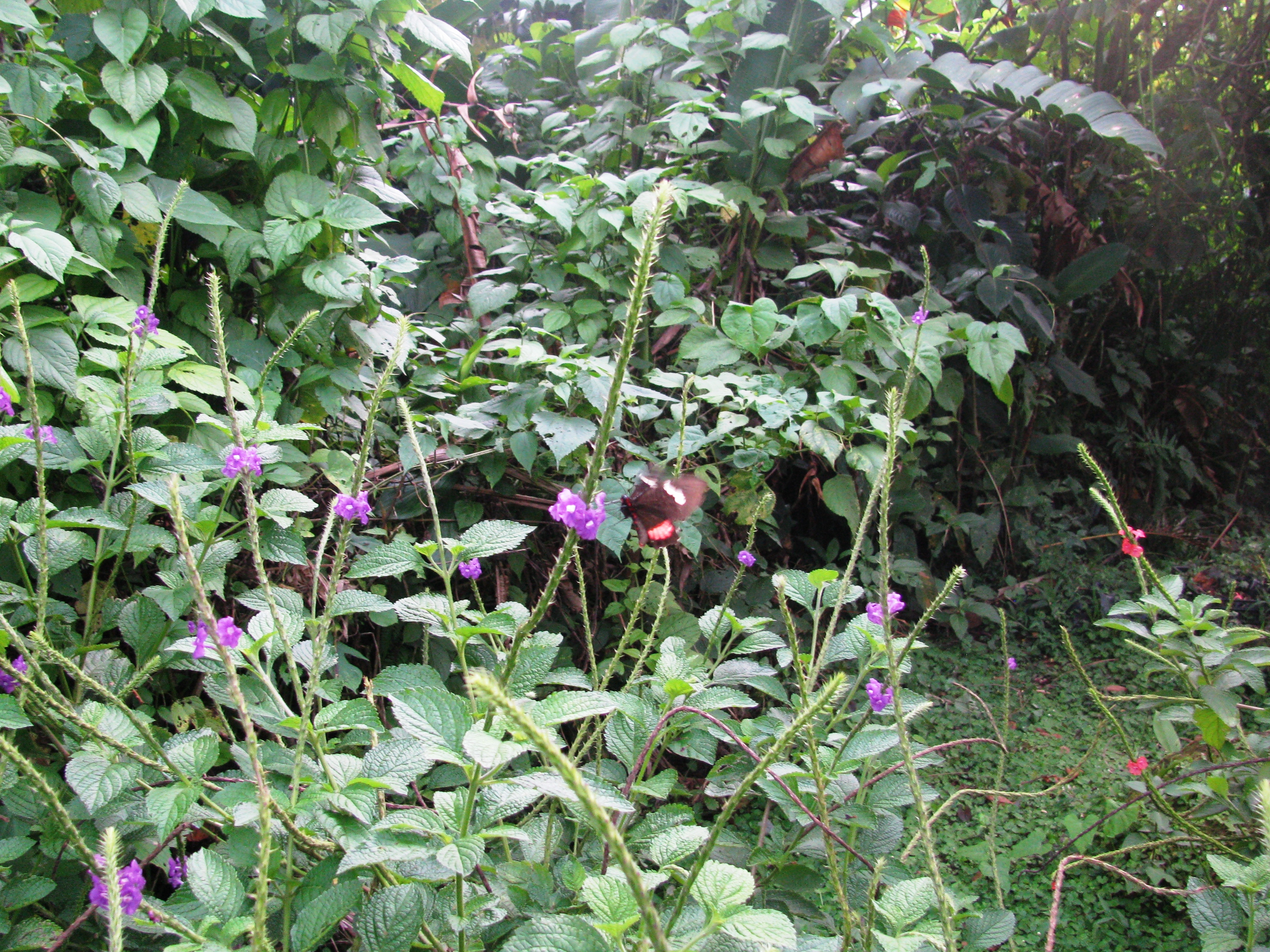 Parides iphidamas iphidamas Fabricius 1793 femelle Campus du Catie Turrialba 700m Costa Rica 25 IX 2012 legal