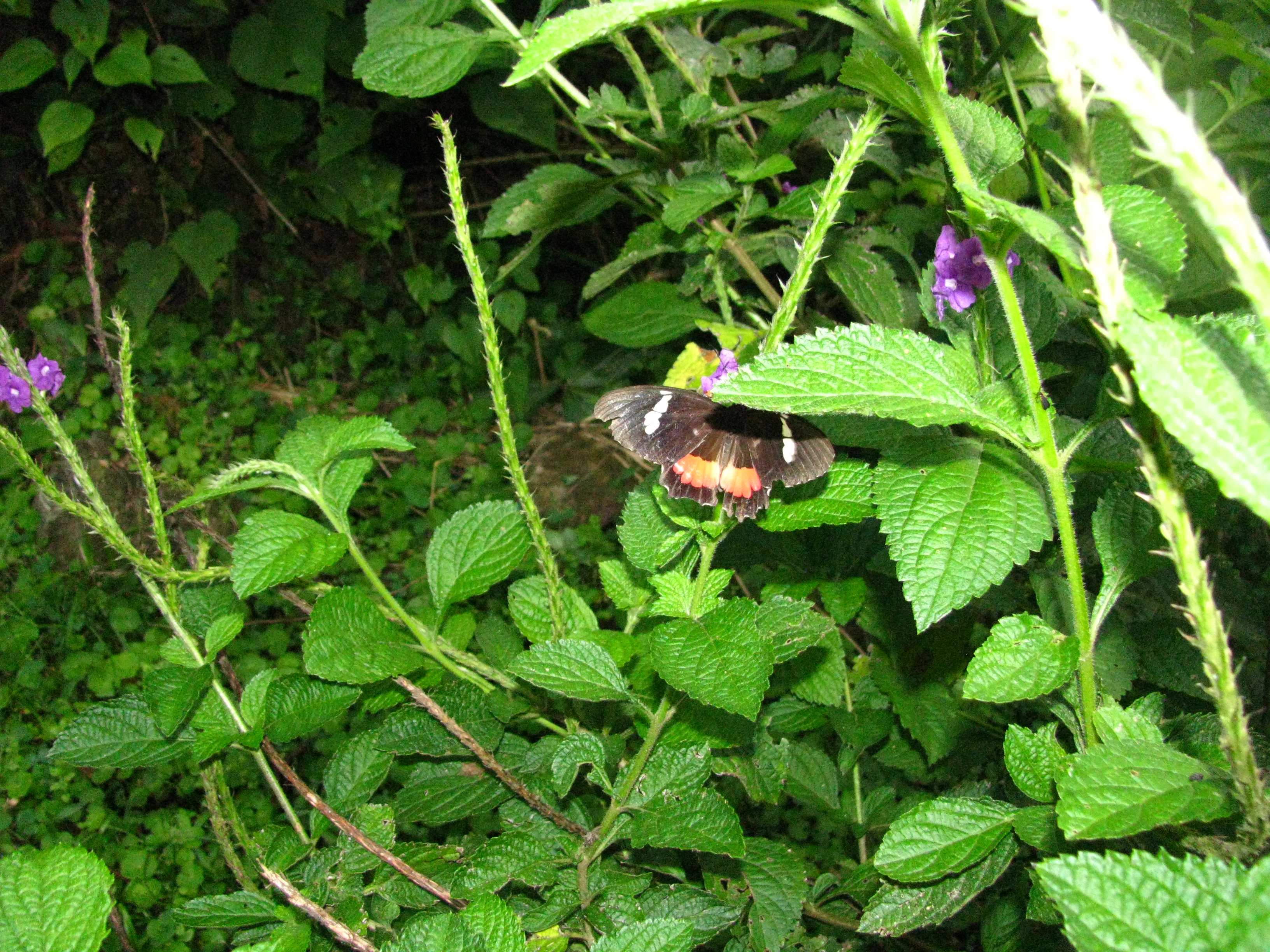 Parides iphidamas iphidamas Fabricius 1793 femelle Campus du Catie Turrialba 700m Costa Rica 25 IX 2012 legal2