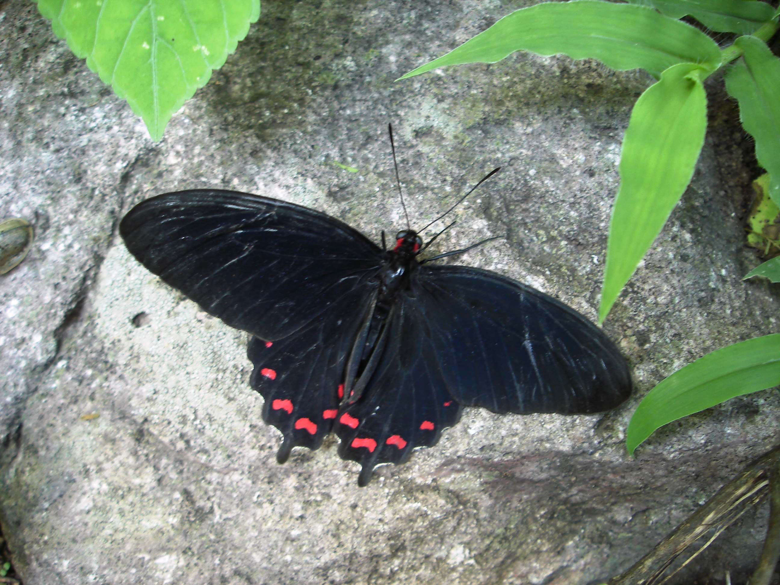 Parides montezuma montezuma Westwood 1842 male vue dorsale El Limon Morelos Mexico 1300m 01 VIII 2007 legal