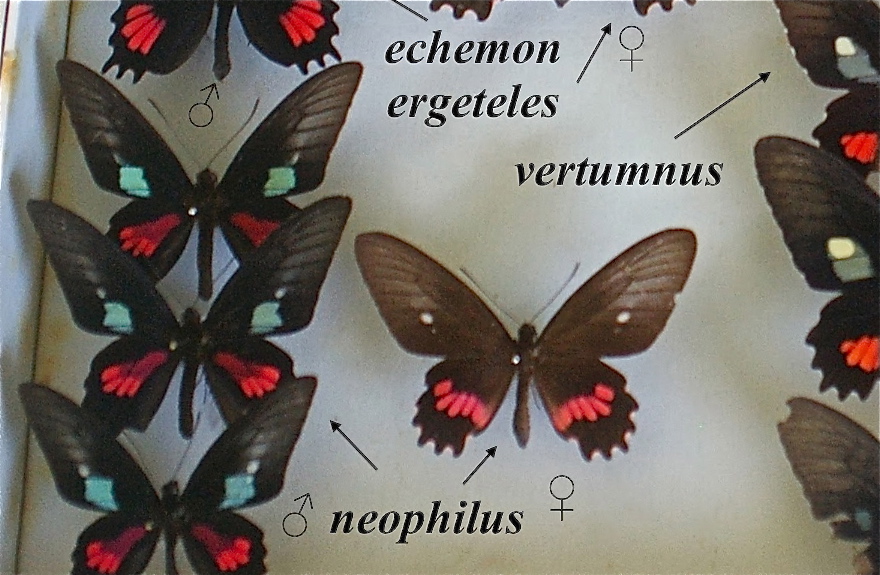 Parides neophilus neophilus Geyer 1837 guyane coll gallard