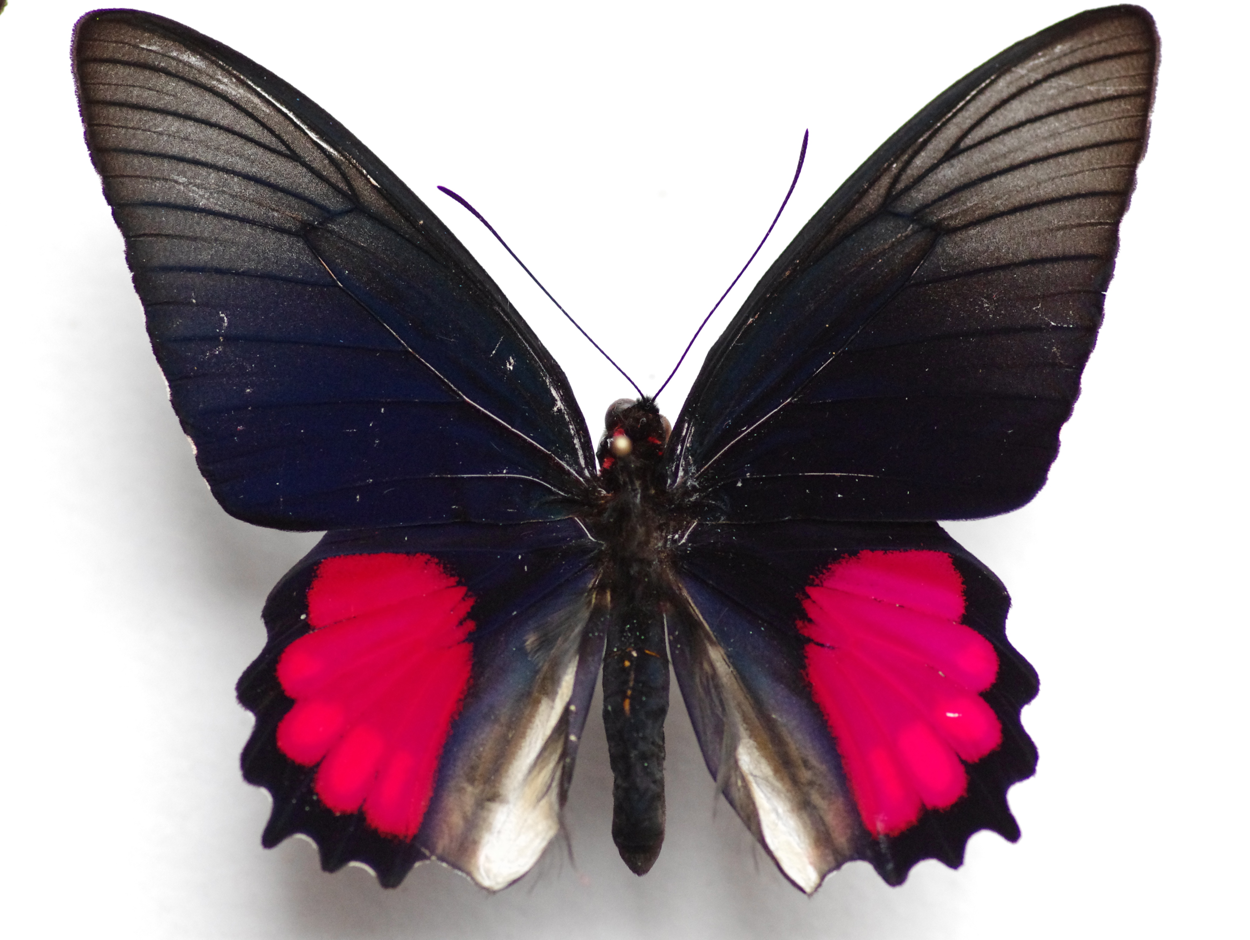 Parides orellana Hewitson 1852 male coll porteneuve jmg copie