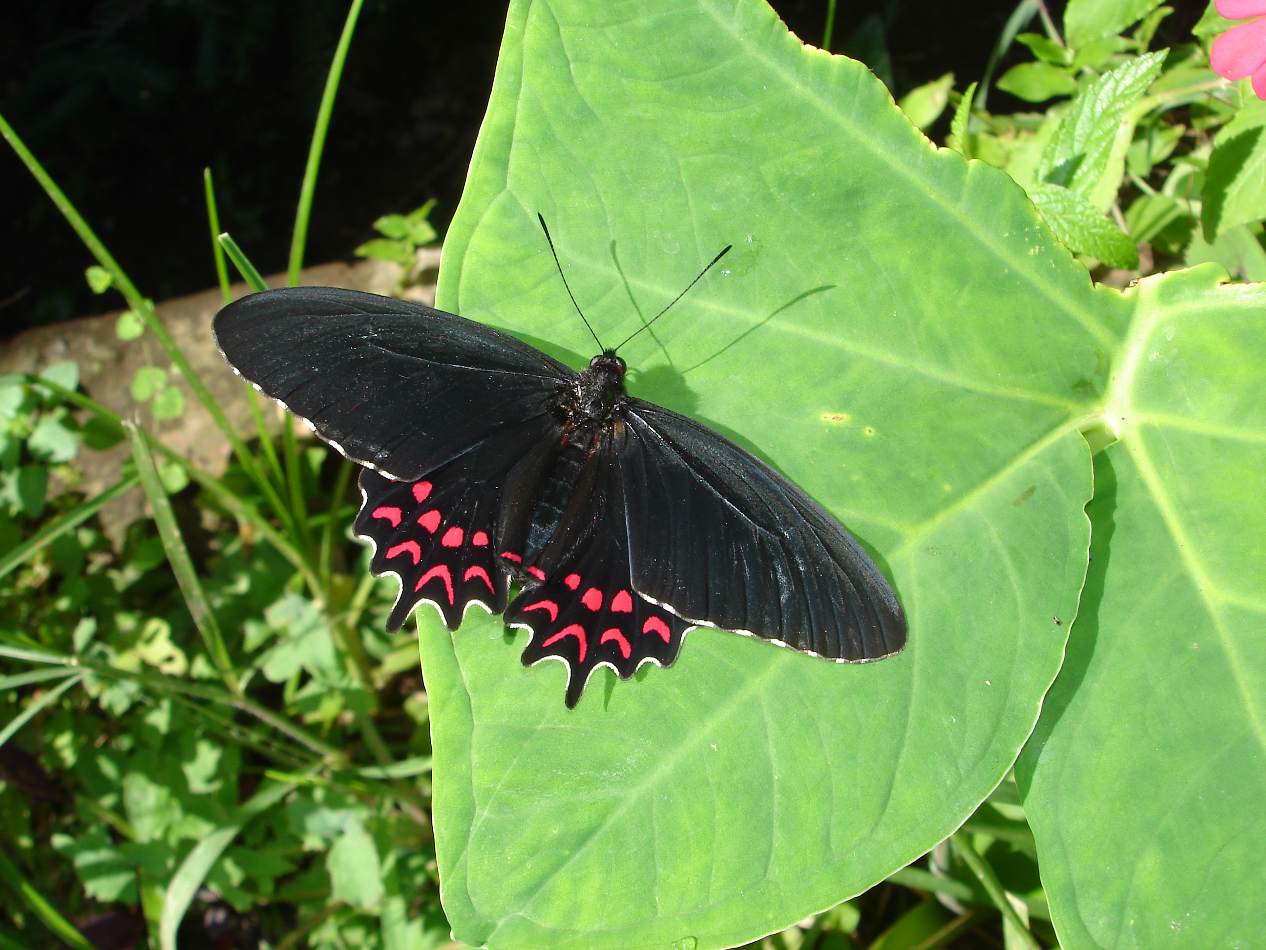 Parides photinus Doubleday 1844 femelle Cerro frio Sierra de Tilzapotla Morelos Mexique. 06 VI 2011 1450m legal