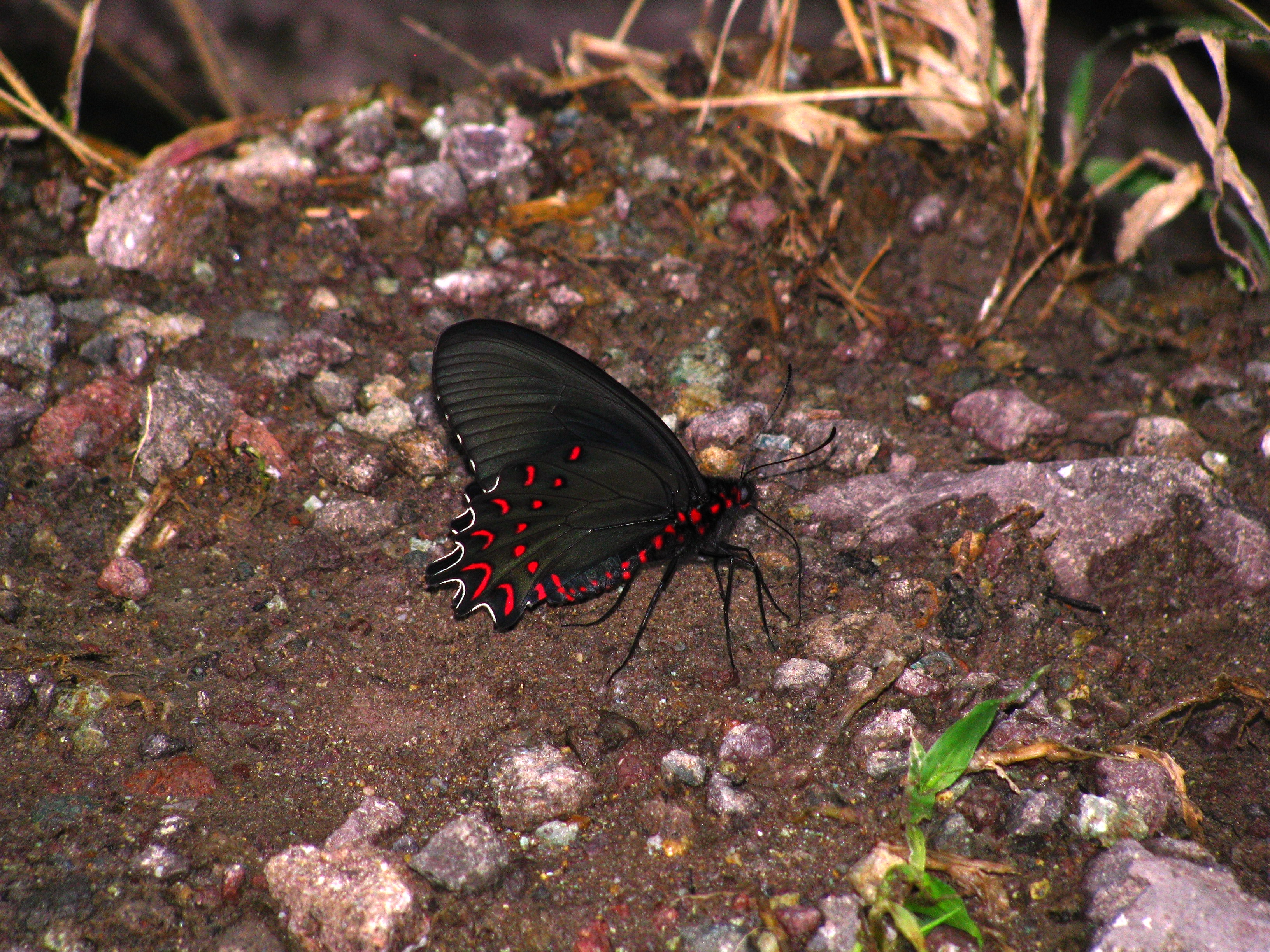 Parides photinus Doubleday 1844 male Cerro frio Sierra de Tilzapotla Morelos Mexique. 1500m 24 VIII 2011 legal