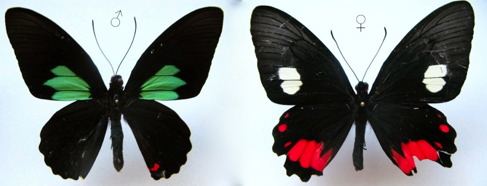 Parides sesostris sesostris Cramer 1779 male femelle. Gite Moutouchi Guyane novembre 2013. Passerieux copie