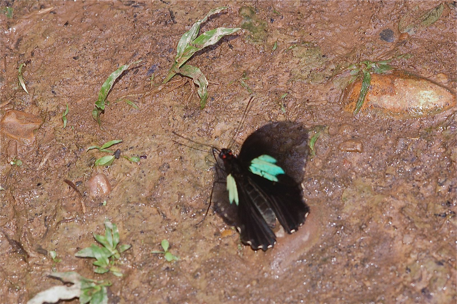 Parides sesostris sesostris Cramer 1779 male explorers inn tambopata 31 dec 2010 meena