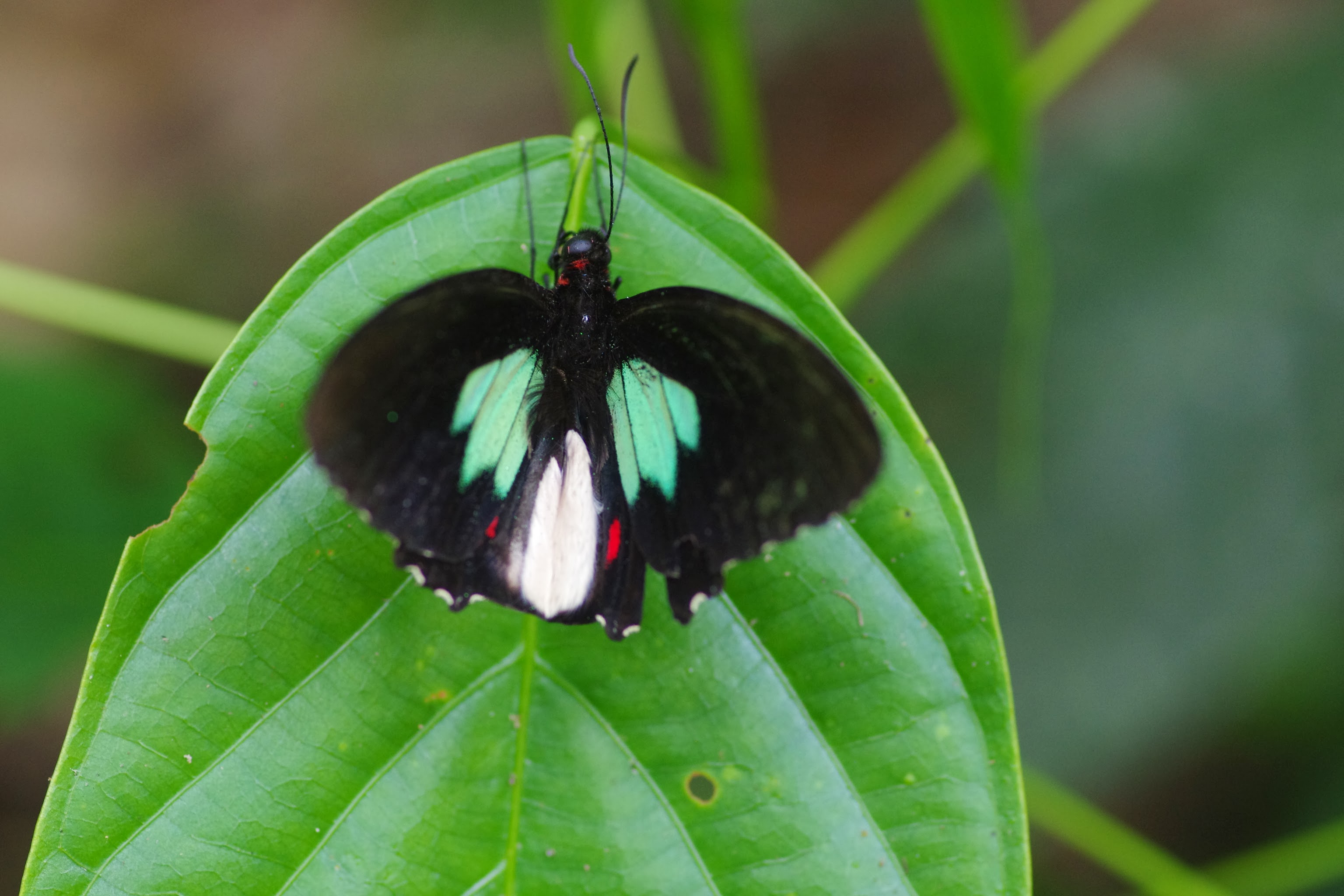 Parides sesostris tarquinius Boisduval 1836 male tunda loma calderon esmeraldas 30 novembre 2013 jmg2