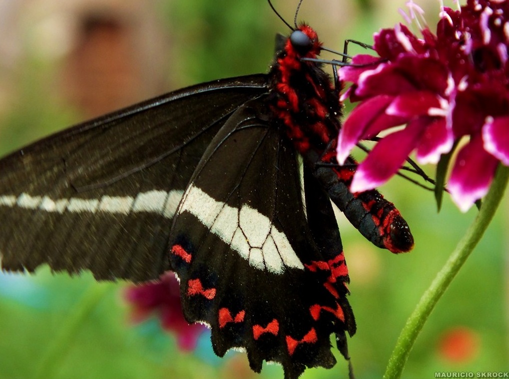 Parides bunichus bunichus Hubner 1821 curitiba parana 17 Mars 2012 skrock 1