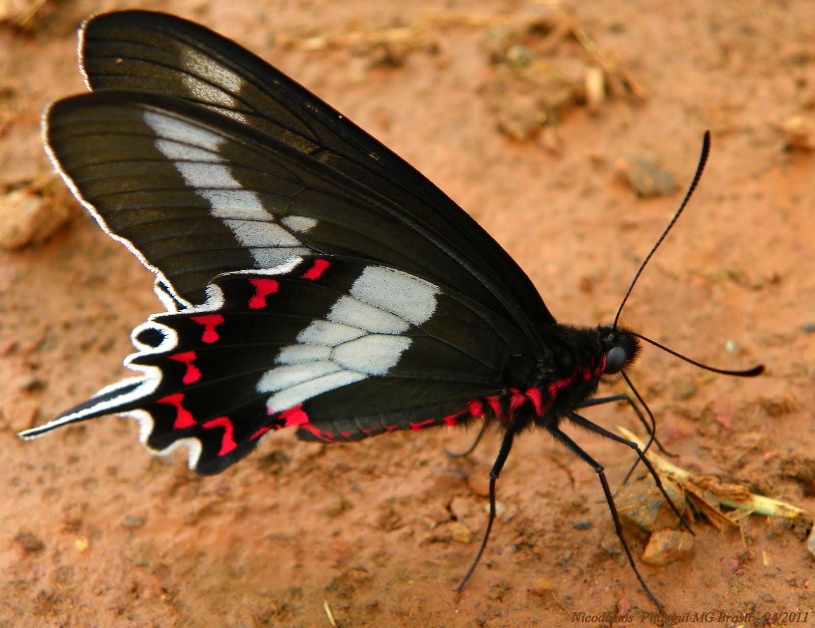 Parides bunichus bunichus Hubner 1821 pitangui 27 avril 2011 rosa