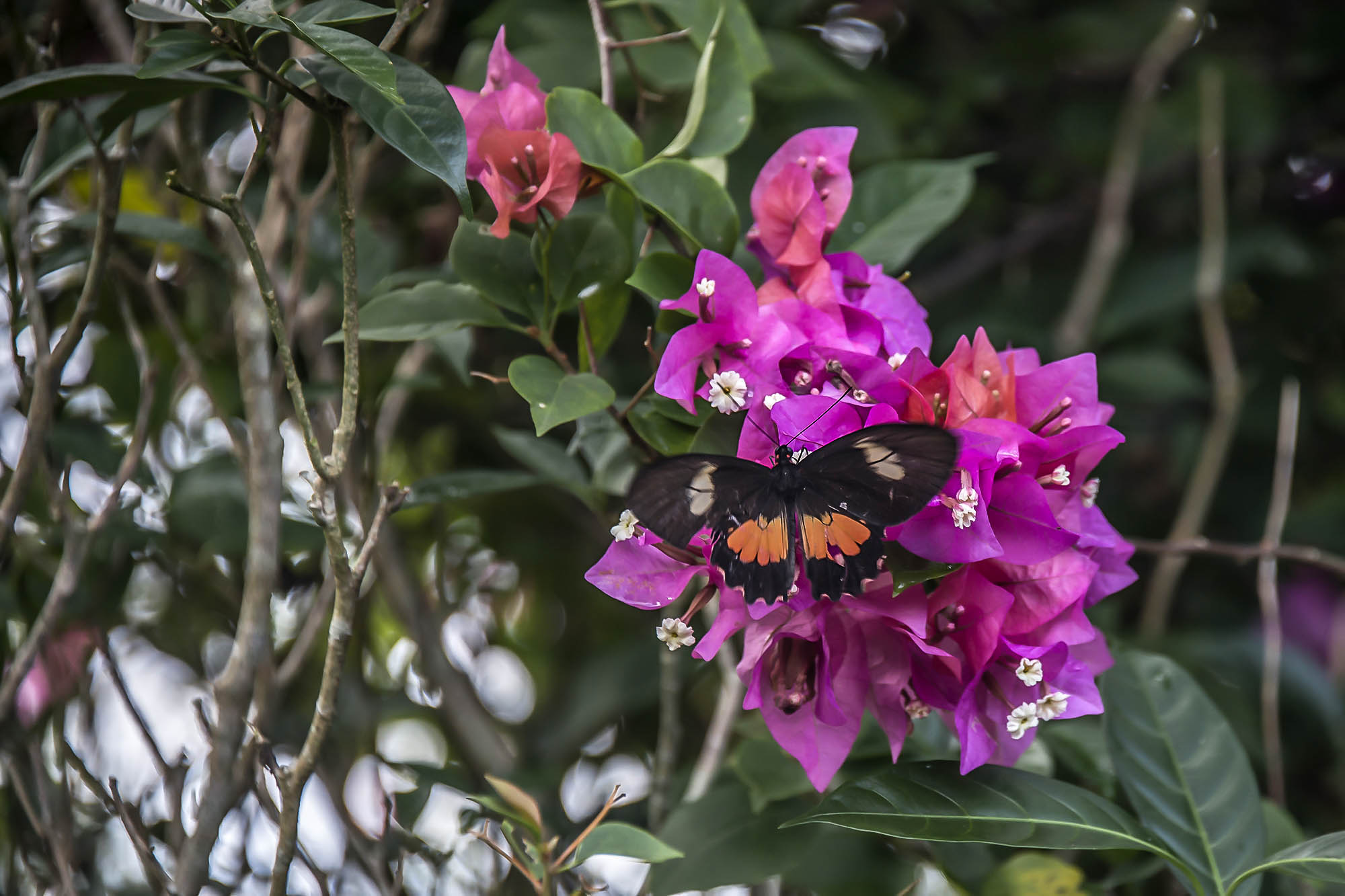 Parides eurimedes arriphus Boisduval 1836 femelle Fundo Palmarito 265 m Casanare Colombie 7 novembre 2015 blc