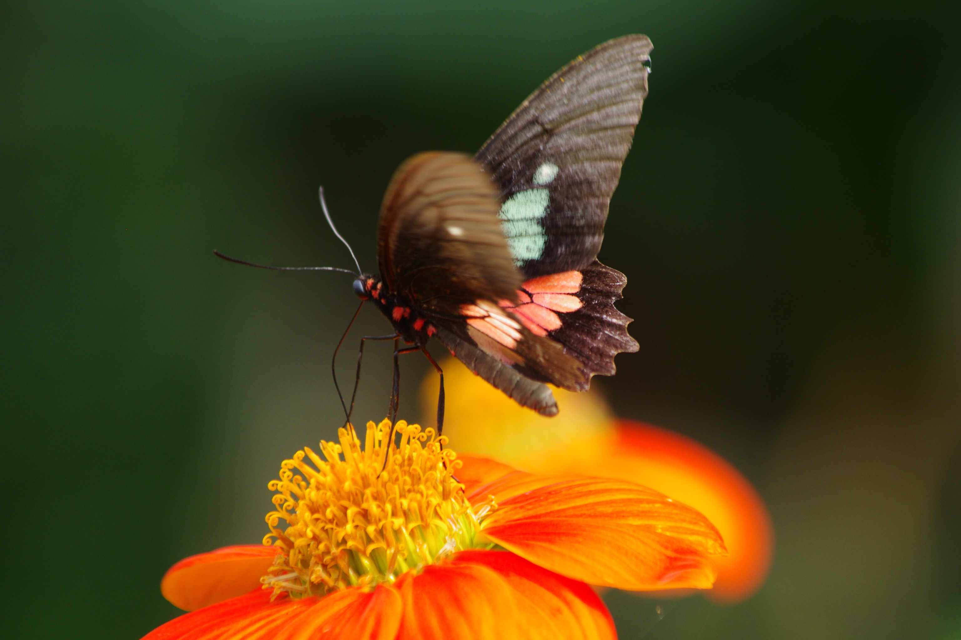 Parides eurimedes arriphus Boisduval 1836 male Fundo Palmarito 265 m Casanare Colombie 8 novembre 2015 jmg3