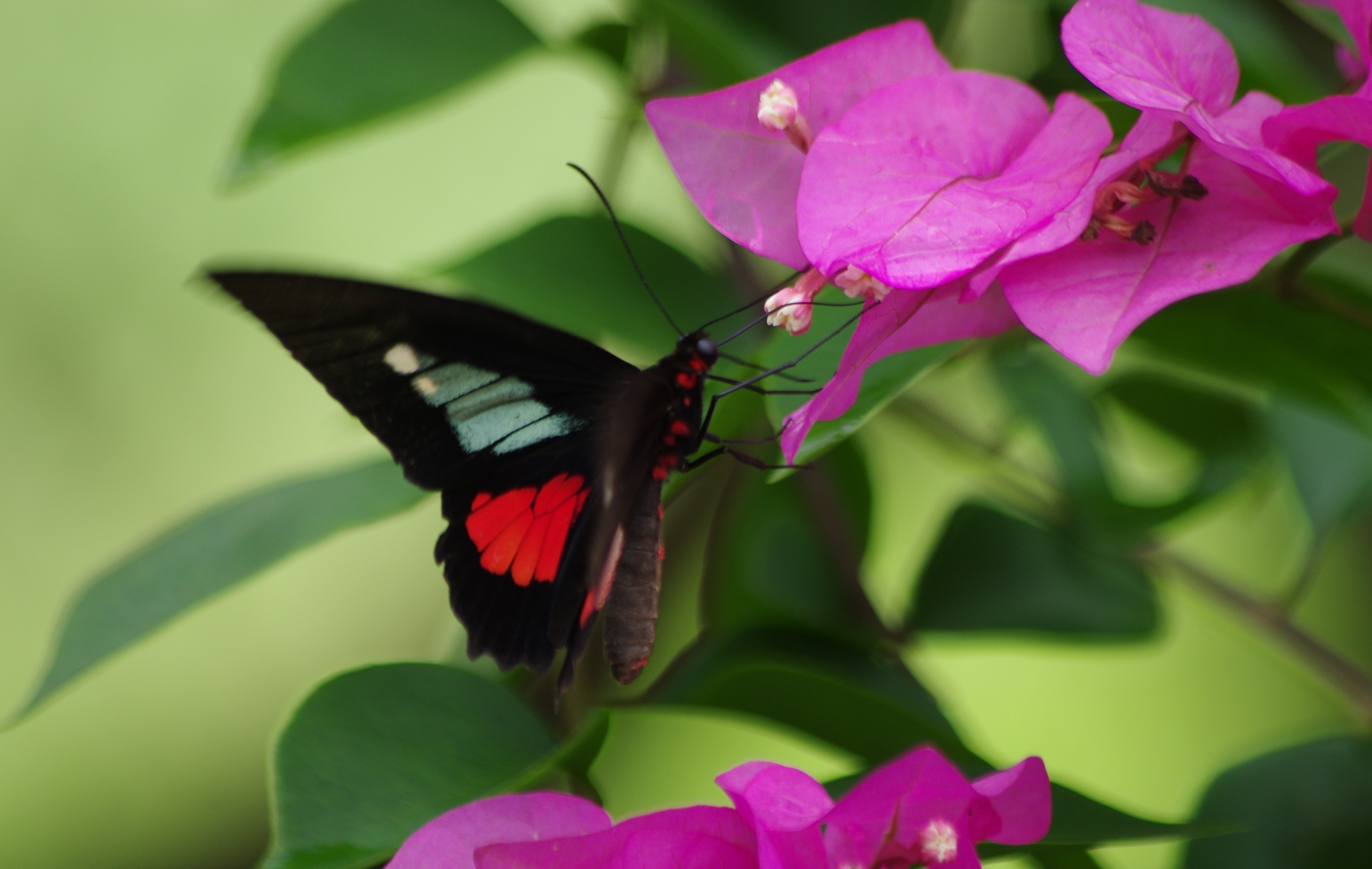 Parides eurimedes arriphus Boisduval 1836 male Fundo Palmarito 265 m Casanare Colombie 8 novembre 2015 jmg4