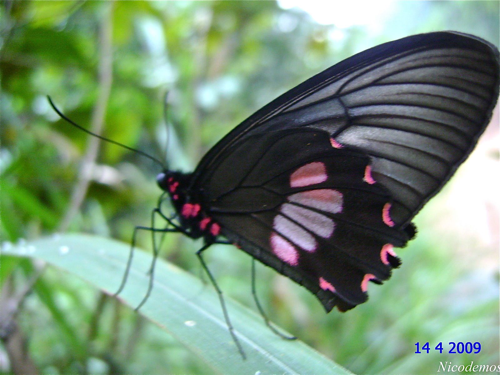Parides neophilus eurybates Gray 1853 femelle pitangui 14 avril 2009 rosa
