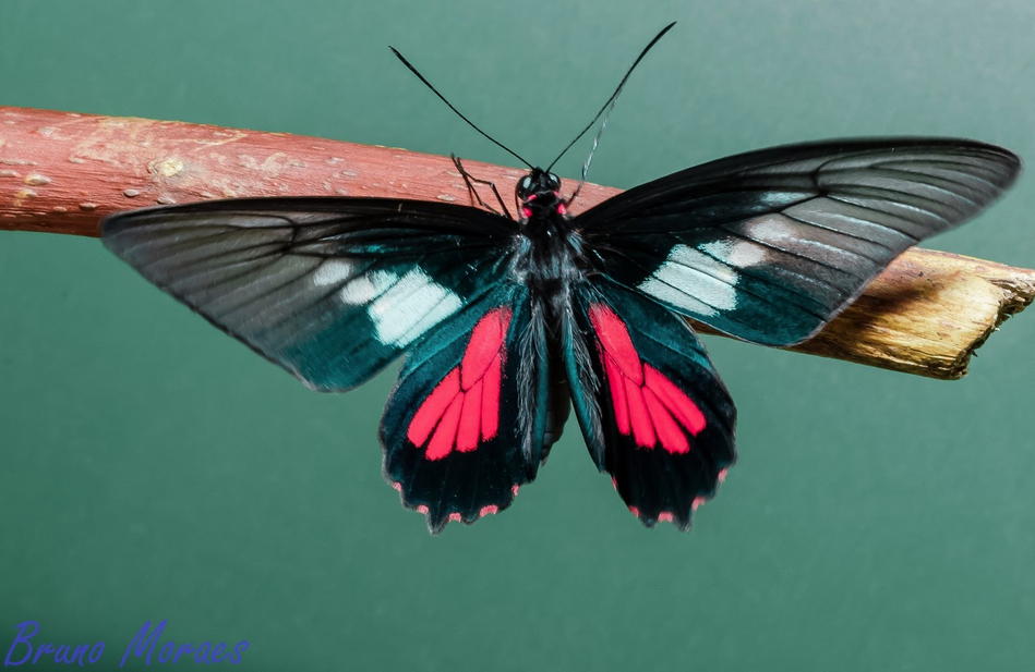 Parides neophilus eurybates Gray 1853 male barao de cocais MG bruno moraes