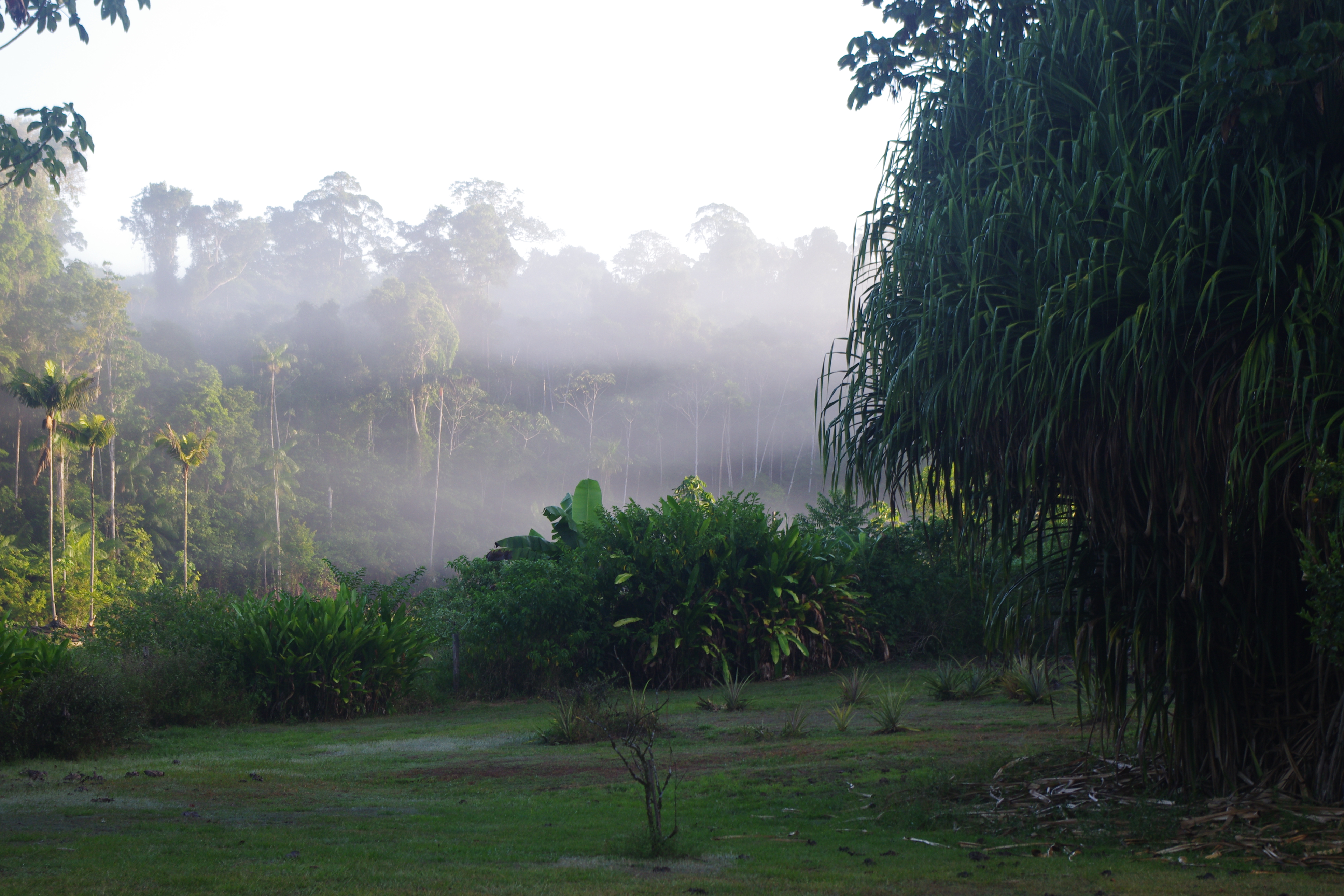 biotope chabrias foret moutouchi 1 nov 2016 jmg