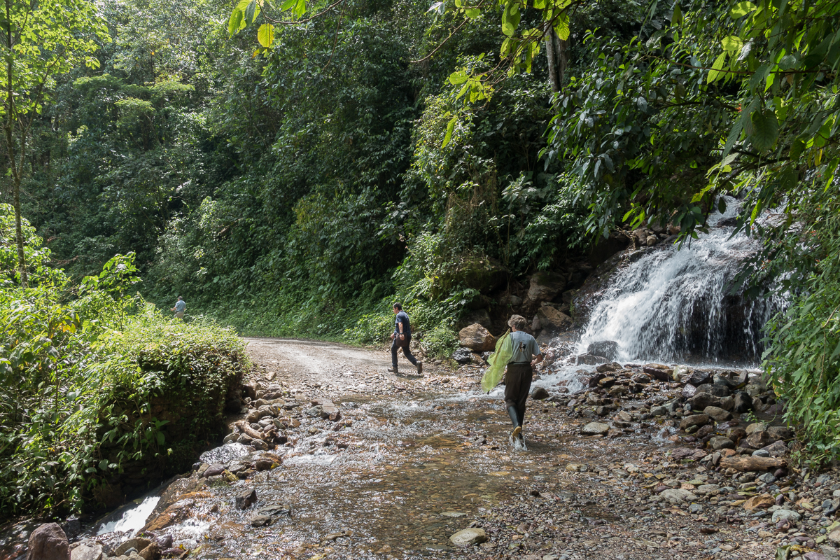 biotope parides pres santa maria en boyaca 890m 18 nov 2015 basset