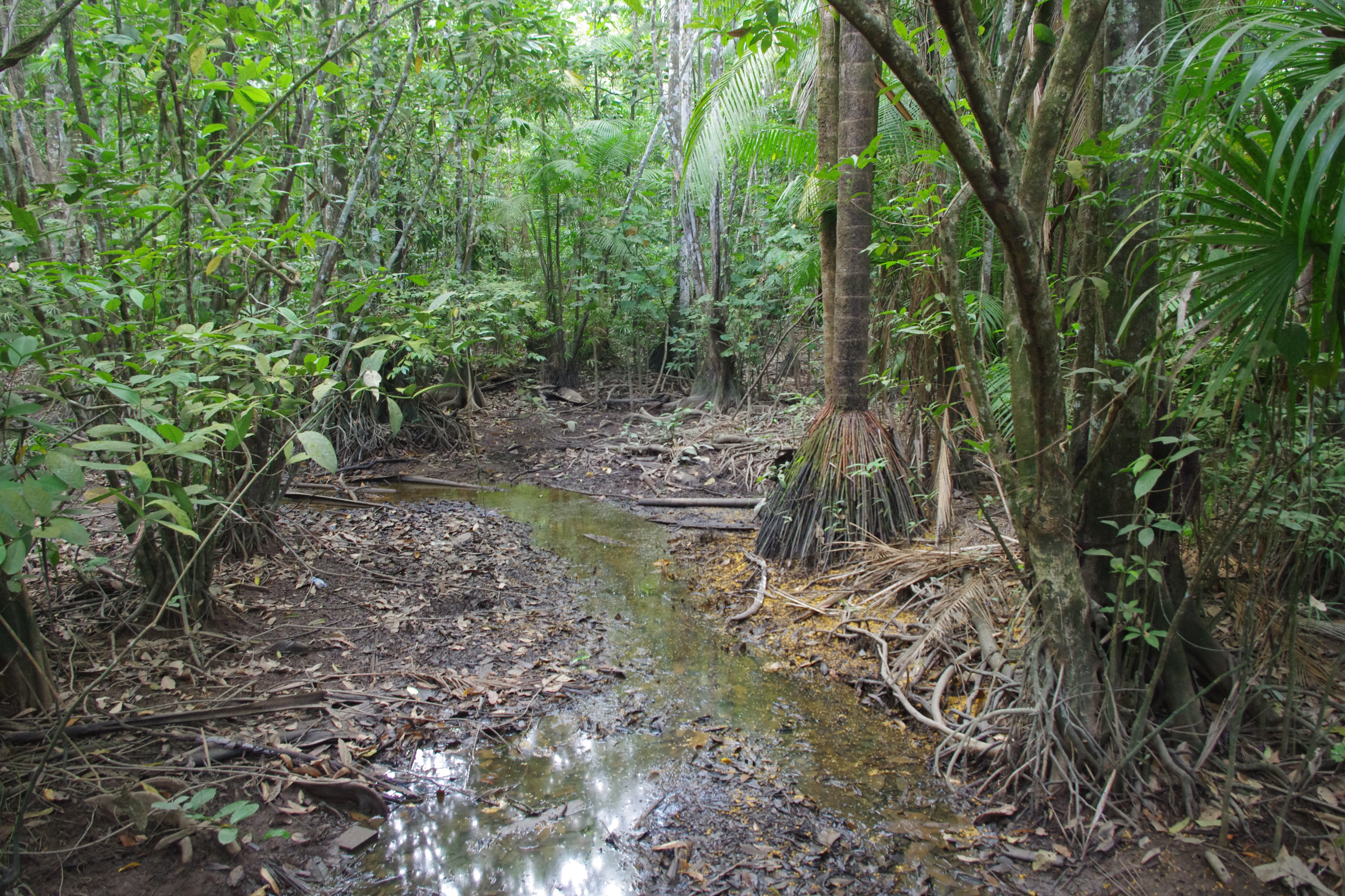 foret oiapoque amapa 5 nov 2016 jmg