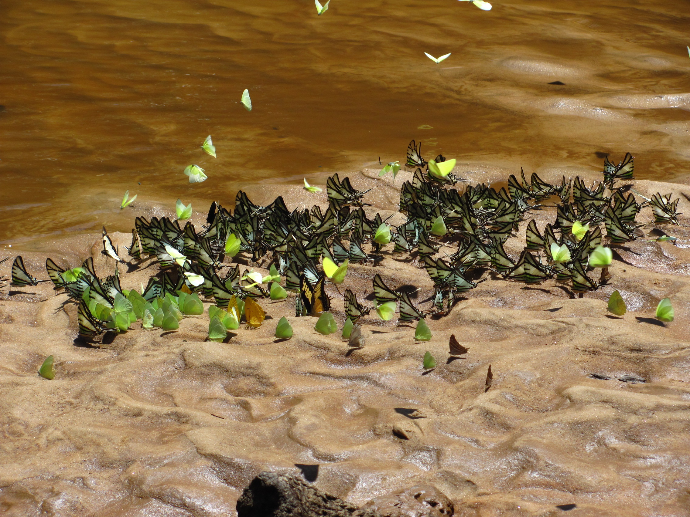 mariposas rio amacayacu colombie montero