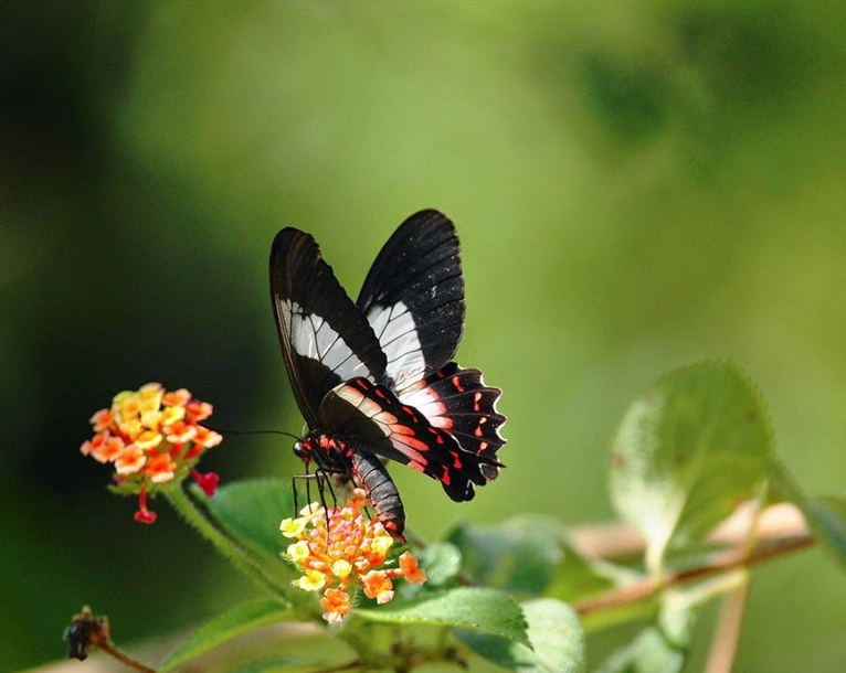 parides ascanius cramer 1775 rio de janeiro RJ lucia calvet