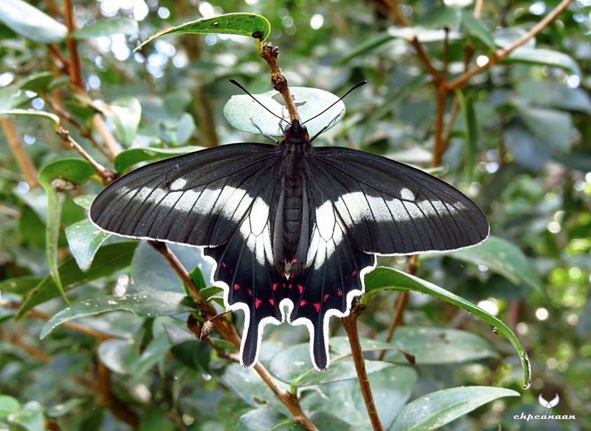 parides bunichus diodorus hopffer 1865 divinopolis MG carlos canaan