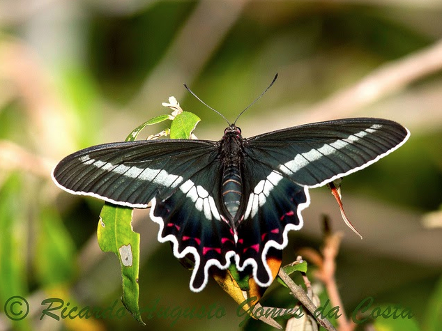 parides bunichus diodorus hopffer 1865 serra da canastra MG ricardo augusto costa