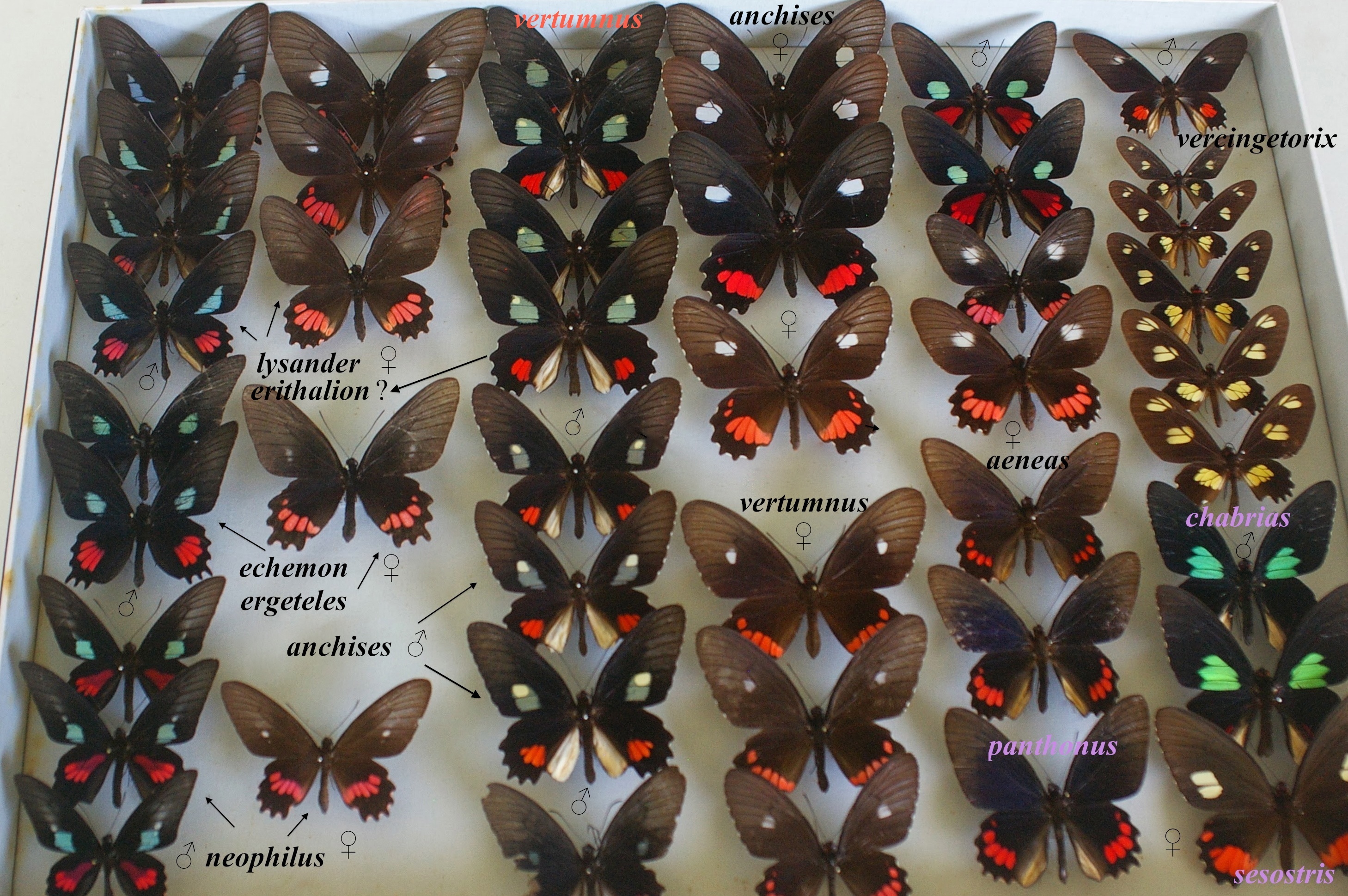 parides jy gallard 4 dec 2011 identifies jmg