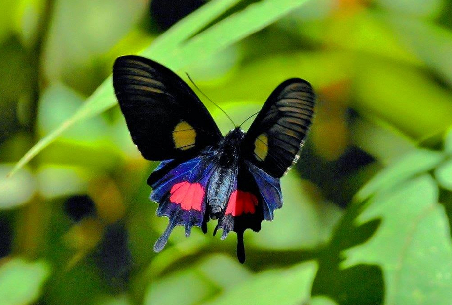 parides tros tros fabricius 1793 male floresta de tijuca rio de janeiro RJ lucia calvet