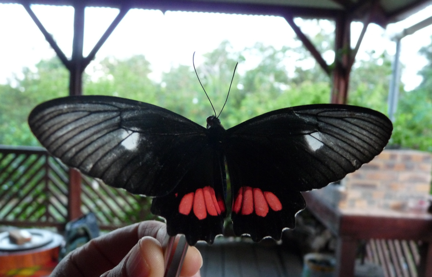 parides vertumnus vertumnus cramer 1779 femelle comte 17 oct 2011 chazal