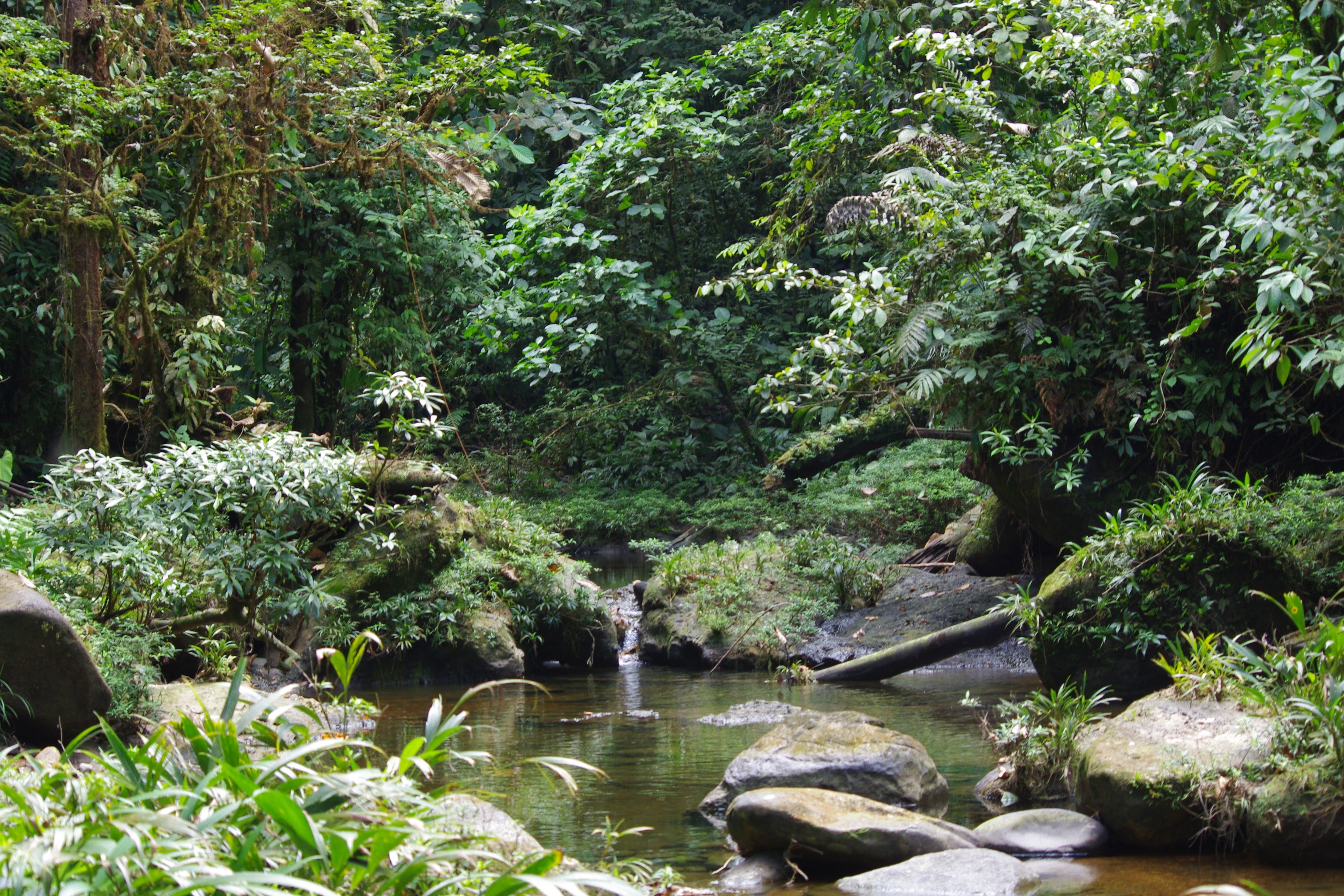 rio et foret durango esmeraldas 29 nov 2013 jmg