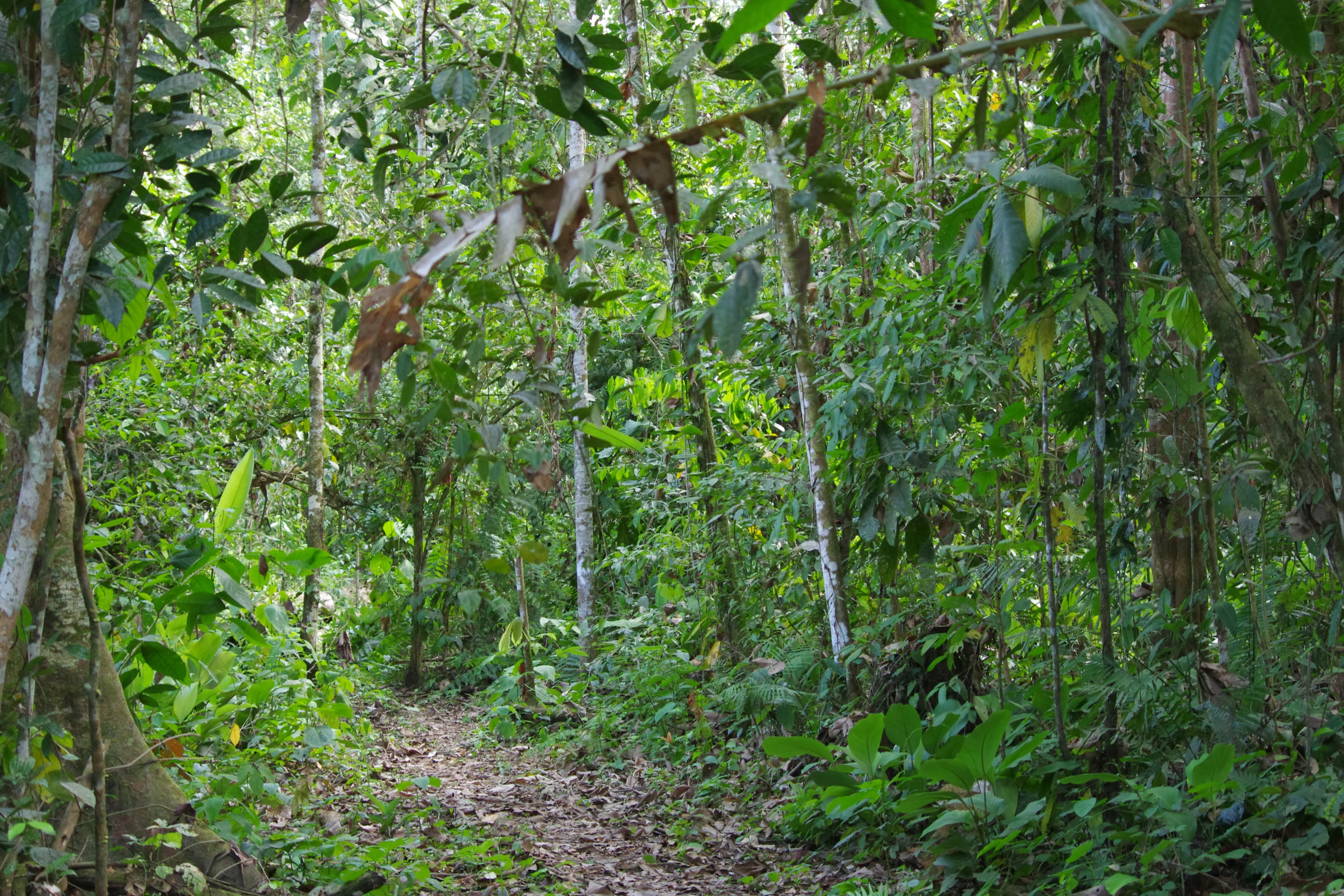 sentier forestier calderon esmeraldas 30 nov 2013 jmg