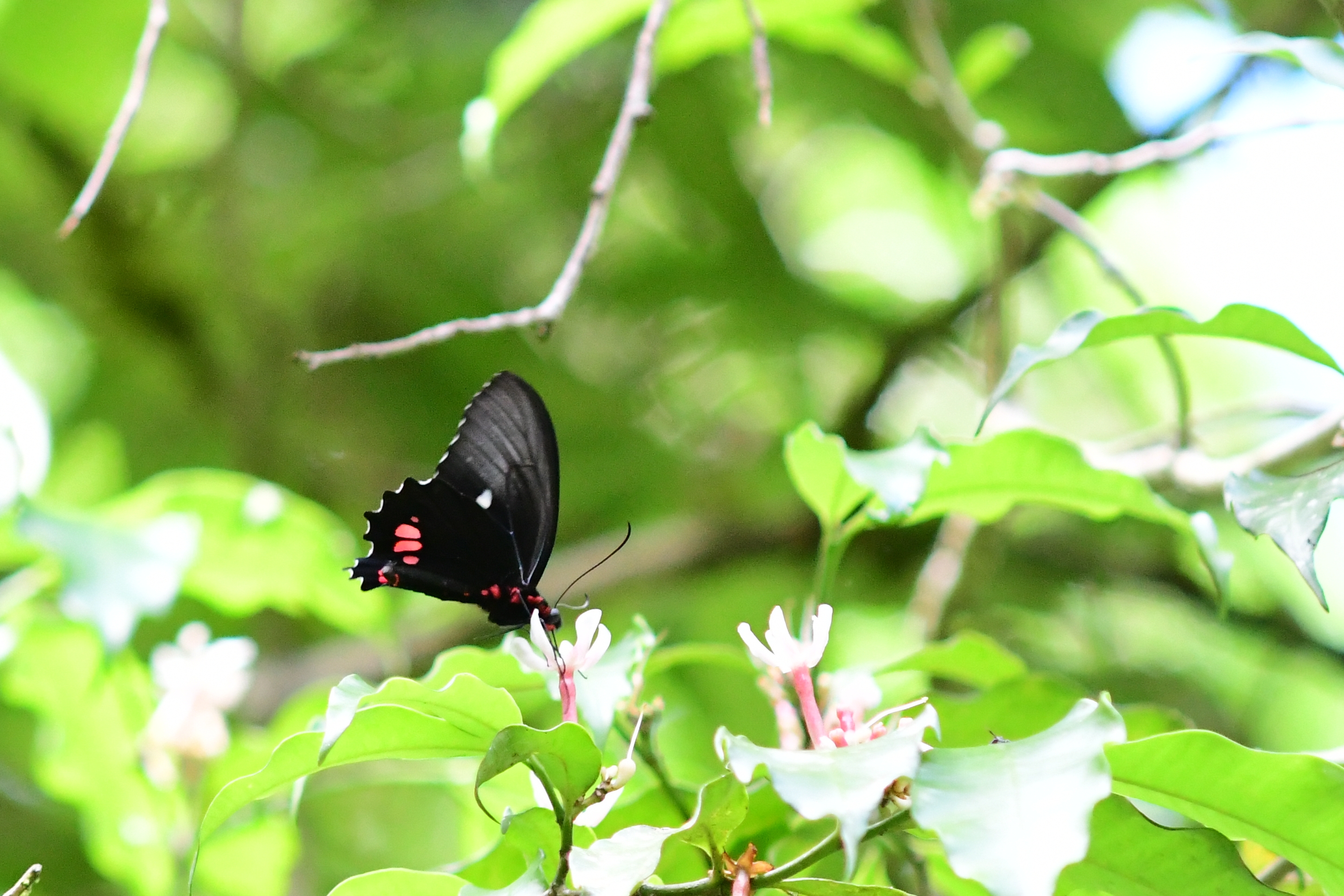 DSC 6538r Parides vertumnus vertumnus Cramer 1779 male