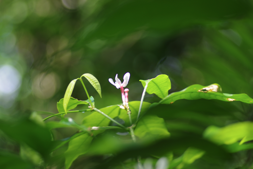 Fleur butinee par les Parides. Moutouchi 1er decembre 2017. Photo J. M. Gayman