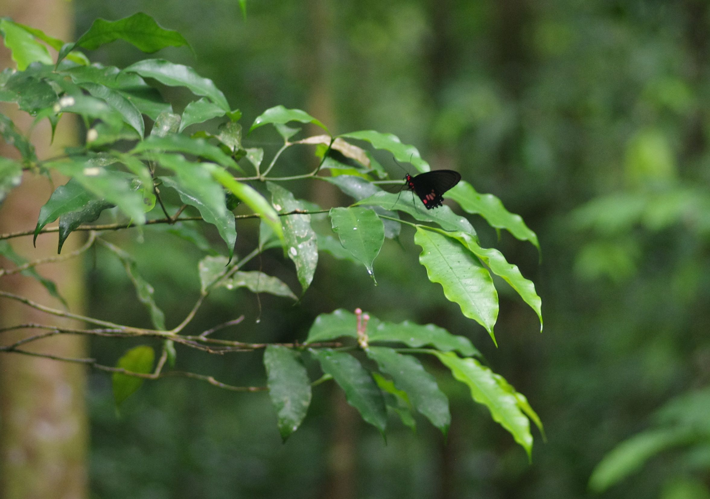 IMGP4843 Parides lysander lysander Cramer 1775 male moutouchi foret 1 dec 2017 jmg